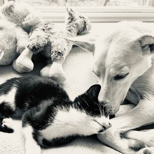 Meet your Posher, Ryder